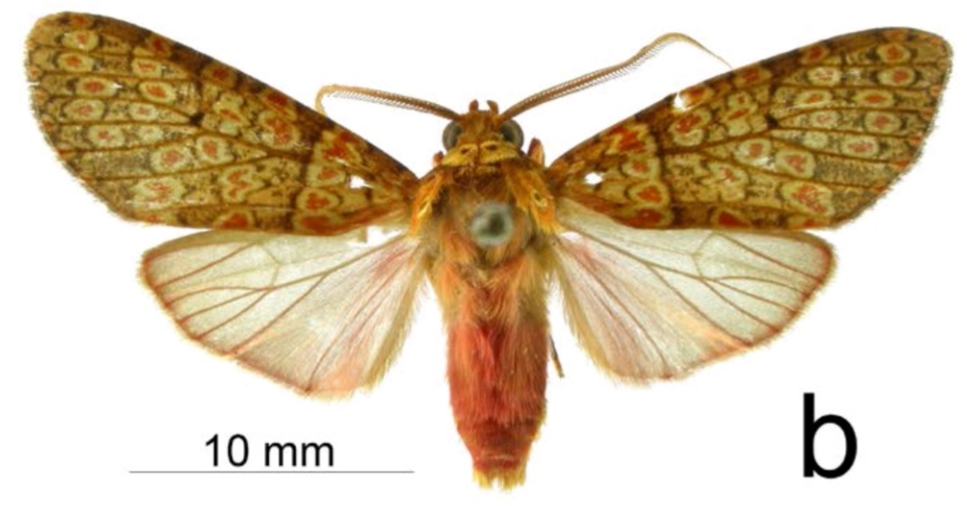 Baritius angelagonzalezae