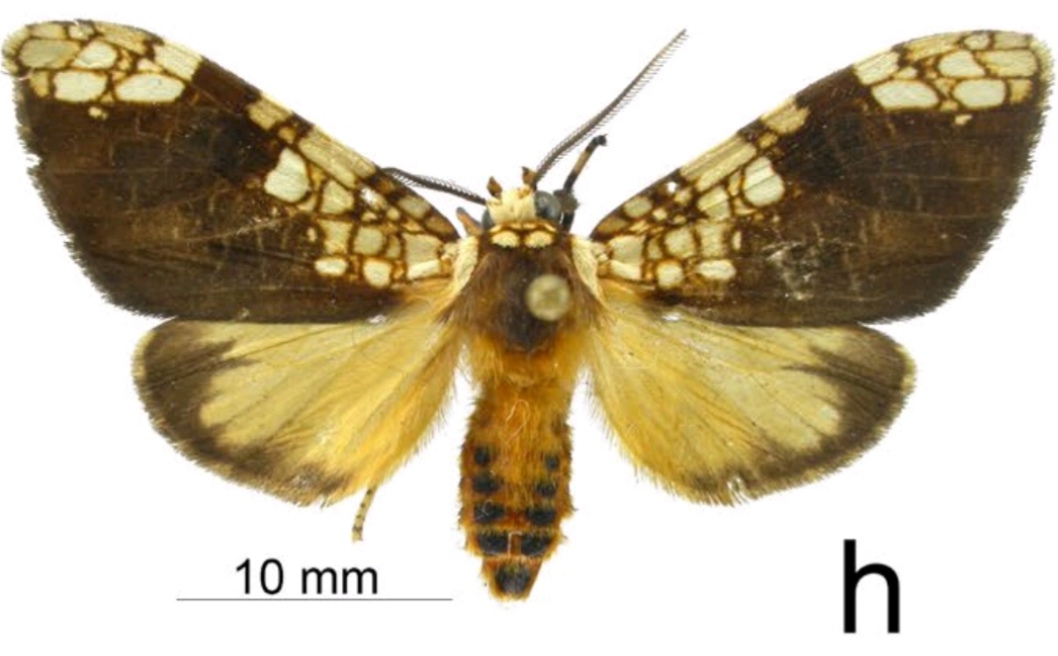 Ochrodota melaniamunozae